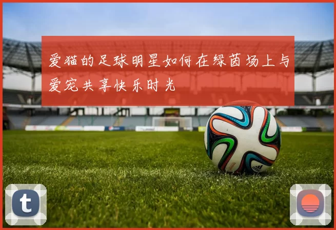 爱猫的足球明星如何在绿茵场上与爱宠共享快乐时光